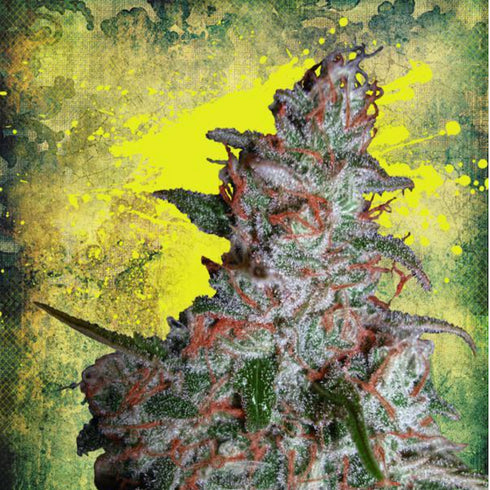 Ministry of Cannabis - Northern Lights MOC