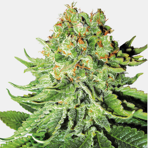 Sensi White Label - Northern Lights Auto