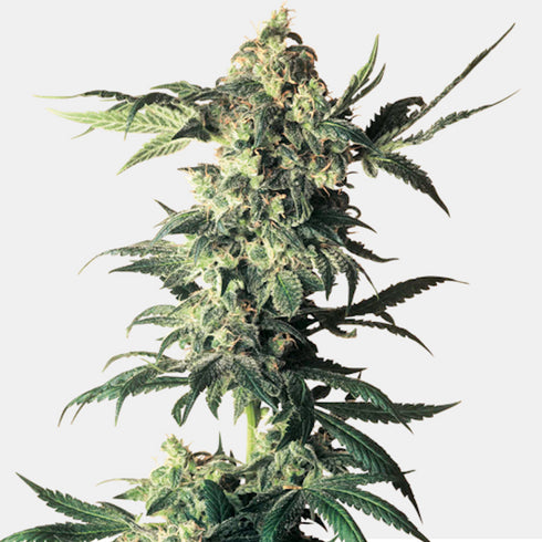 Sensi White Label - Northern Lights