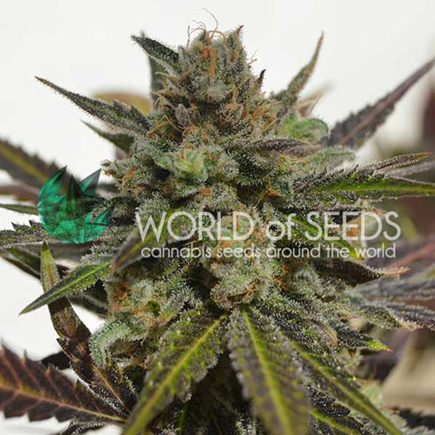 World of Seeds - Northern Light x Skunk