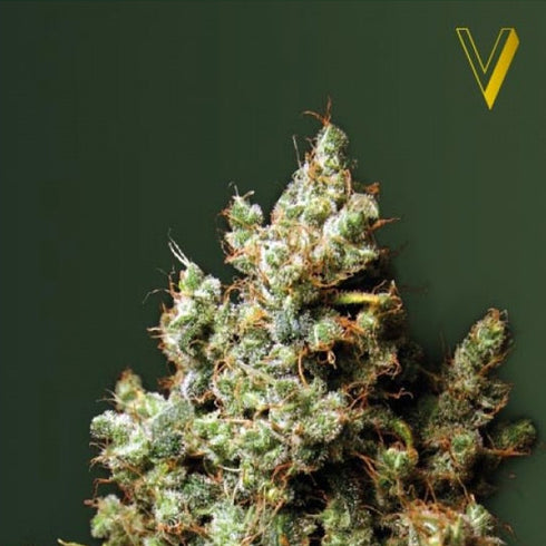Victory Seeds - Northern Light