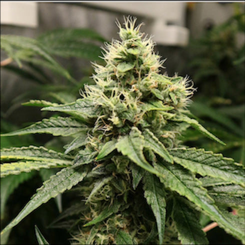Pheno Finder Seeds - Notorious OG