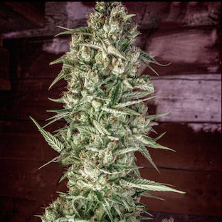 Homegrown Natural Wonders - Nurse Jackie