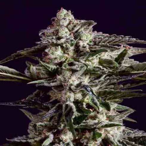 Super CBDx - New York City Diesel x SCBDX
