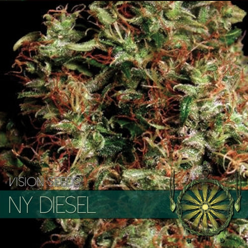 Vision Seeds - NY Diesel