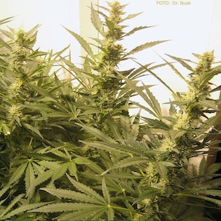 The Real Seed Company - Nepalese