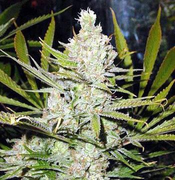 Sagarmatha Seeds - A-1 Haze