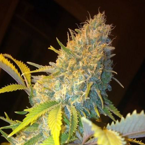 Phoenix Seeds - Northern Lights Express Auto