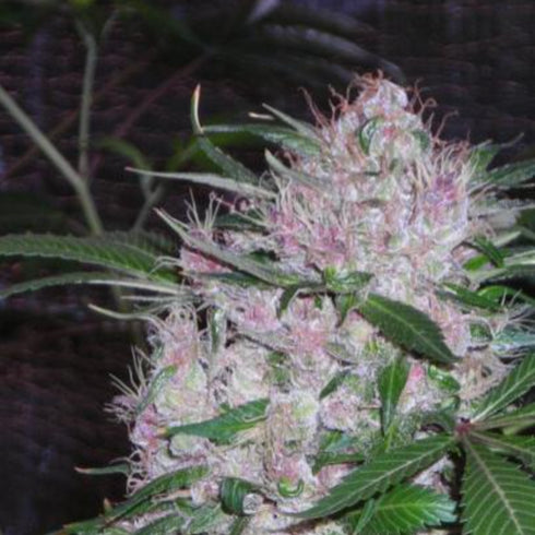 Phoenix Seeds - Northern Lights