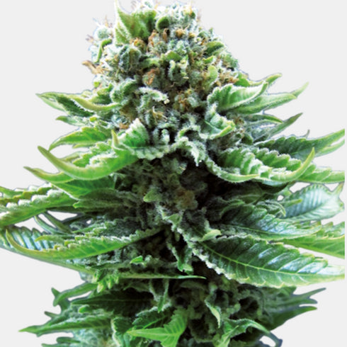 Sensi Seeds - Northern Lights Auto