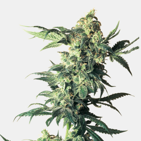 Sensi Seeds - NL#5 x Haze