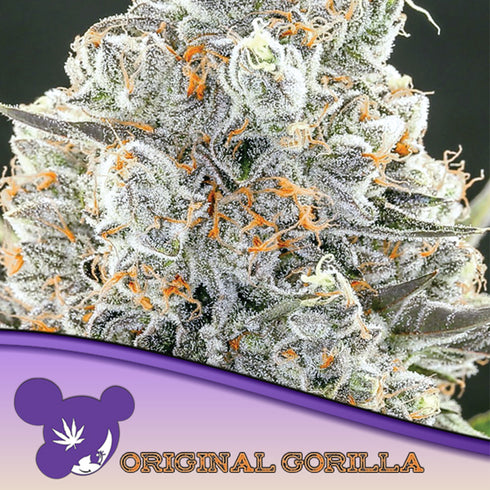 Anesia Seeds - Nova OG