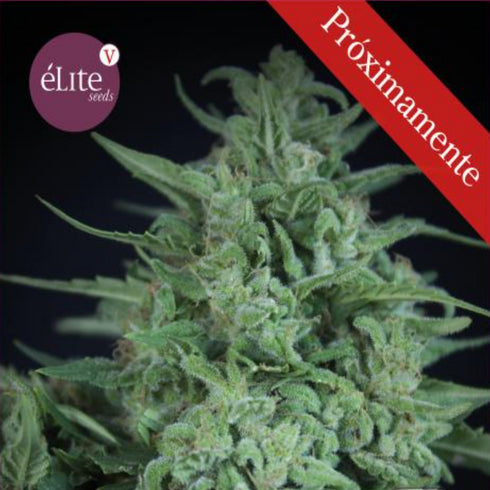 Elite Seeds - Novarine THCV:THC