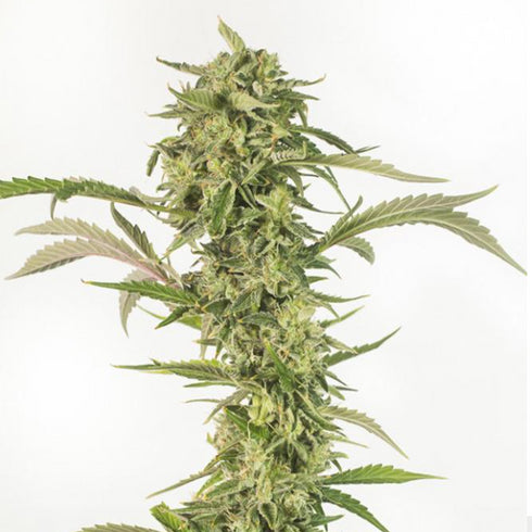 Dinafem Seeds - OG Kush CBD Auto