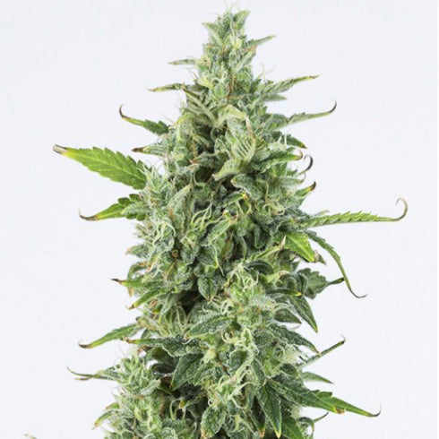 Dinafem Seeds - OG Kush Auto