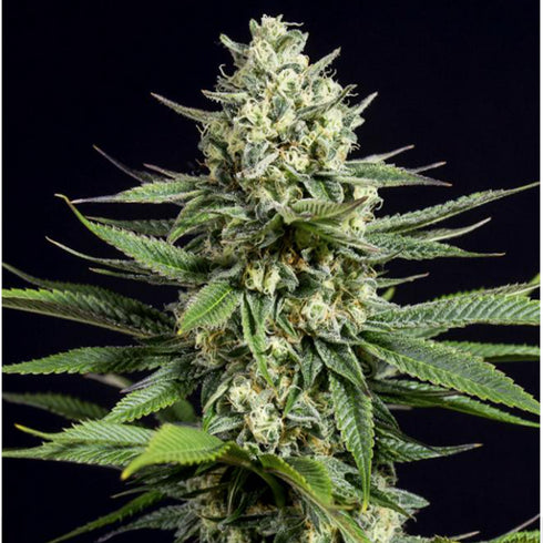 Dinafem Seeds - OG Kush CBD