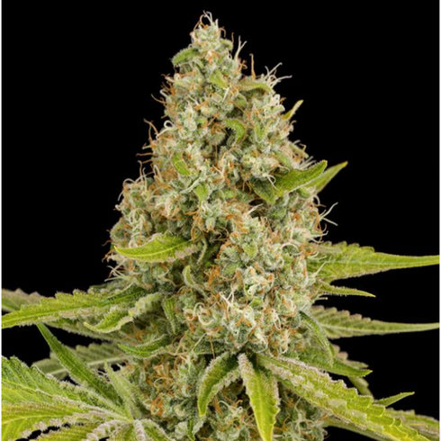 Dinafem Seeds - OG Kush