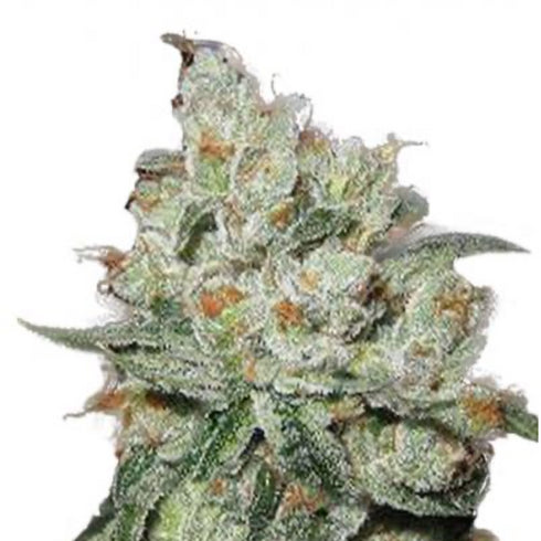 Phoenix Seeds - OG Kush