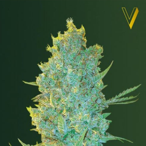 Victory Seeds - OG Kush