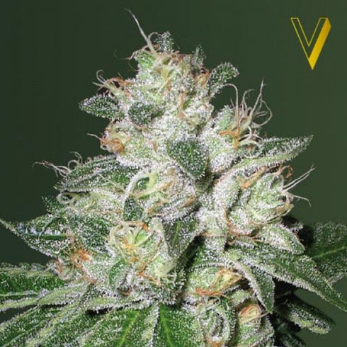 Victory Seeds - OG Kush Auto