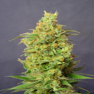 House of the Great Gardener - Orange Barb