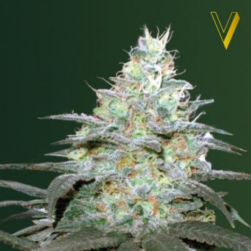 Victory Seeds - Original Berry Auto