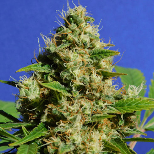 Original Sensible Seeds - Banana Sherbet