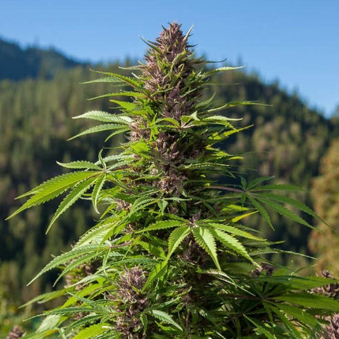 Phoenix Seeds - Outdoor Auto