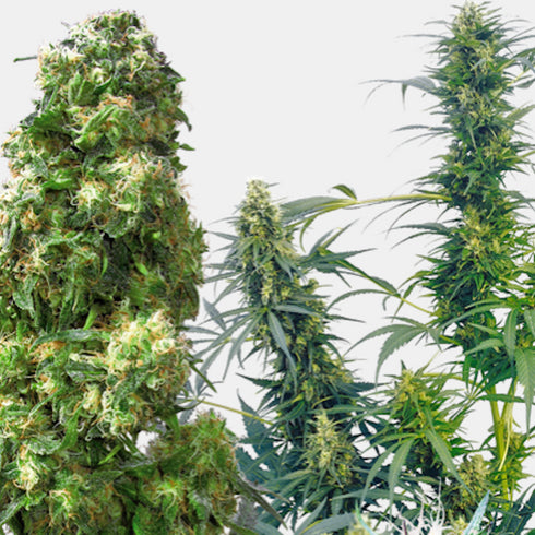 Sensi Seeds - Outdoor Mix