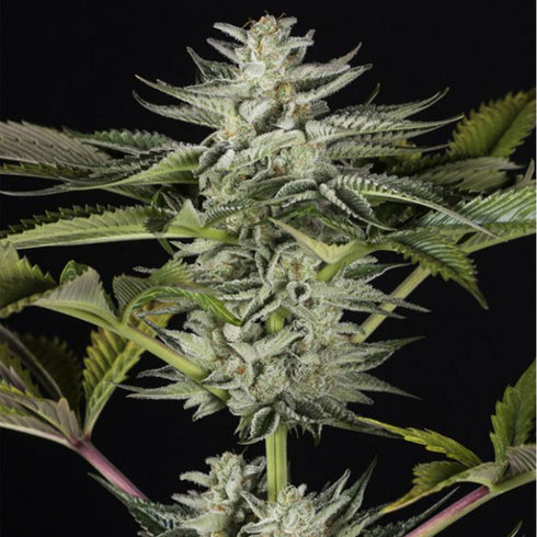 Dinafem Seeds - Ocean Grown Cookies