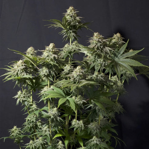 FastBuds Seeds - Orange Sherbet FF (Fast Flowering)