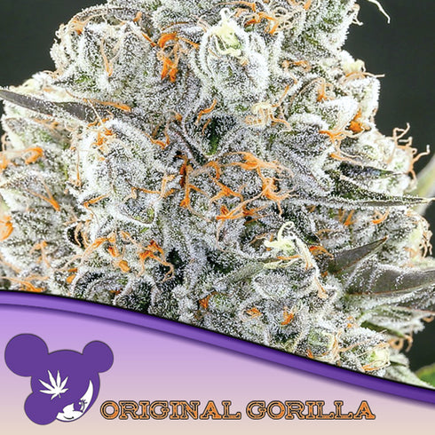 Anesia Seeds - Original Gorilla #4