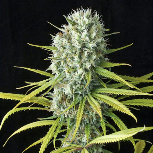 Dinafem Seeds - Original Amnesia