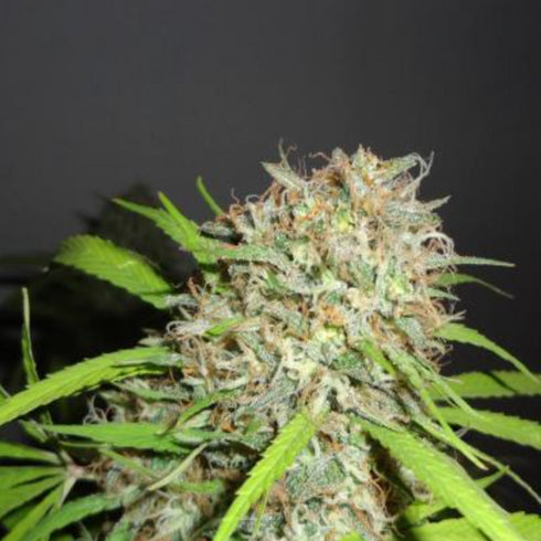 Phoenix Seeds - Original Skunk Express Auto