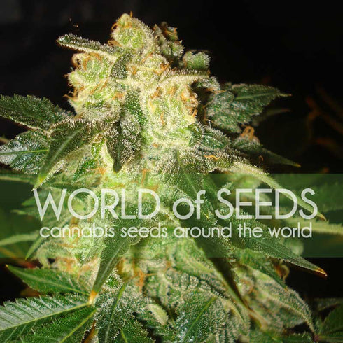 World of Seeds - Pakistan Ryder Auto