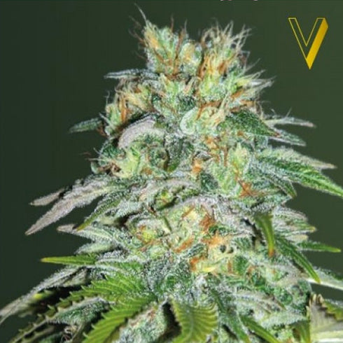 Victory Seeds - Parmesan