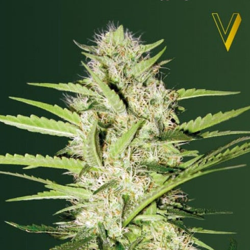 Victory Seeds - Parmesan Auto