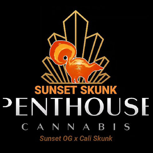 Penthouse Cannabis Seeds - Auto Sunset Skunk