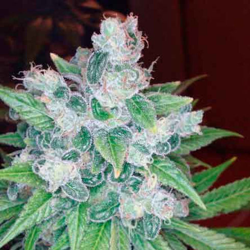 World of Seeds - Privilege