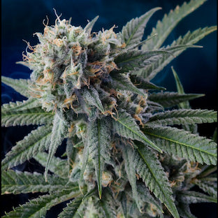 Homegrown Natural Wonders - Professor Chaos