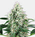 Sensi White Label - Pure Power Plant Auto