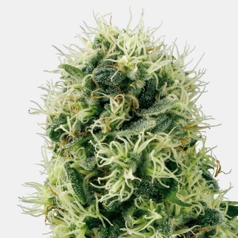 Sensi White Label - Pure Power Plant