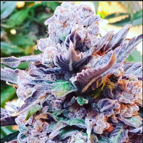 Pheno Finder Seeds - Purple Strawberry Bliss