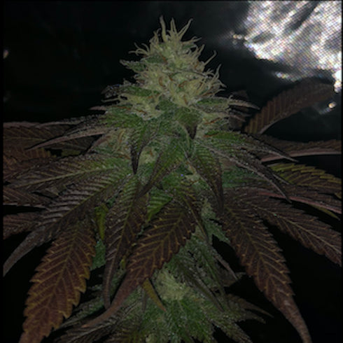 Pheno Finder Seeds - Purple Strawberry Sherbet