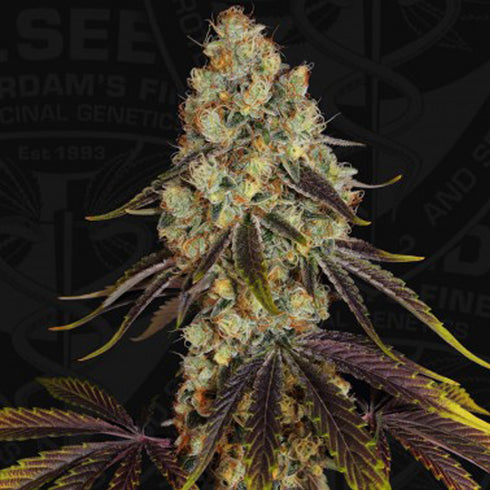 T.H. Seeds - Purple Tangie x Birthday Cake