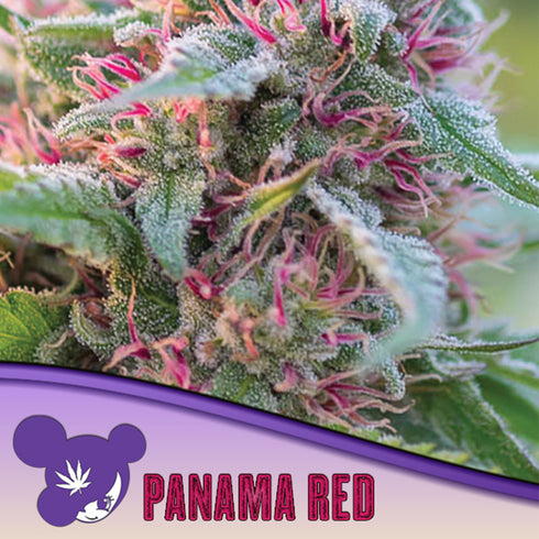 Anesia Seeds - Landrace Collection - Panama Red