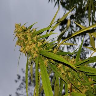 The Real Seed Company - Parvati Jungli