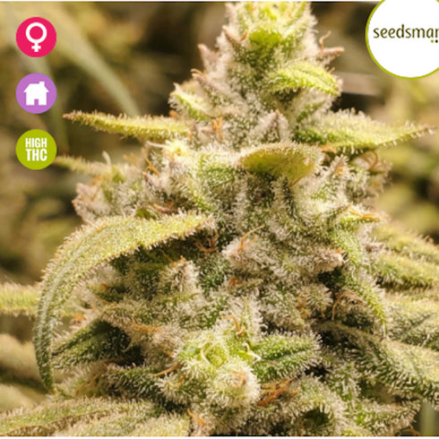 Seedsman - Peyote Gorilla