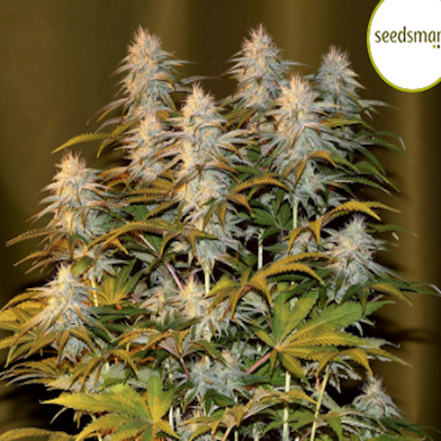Seedsman - Peyote WiFi