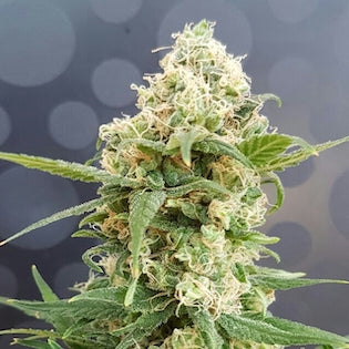 Lineage Genetics - Pineapple Auto